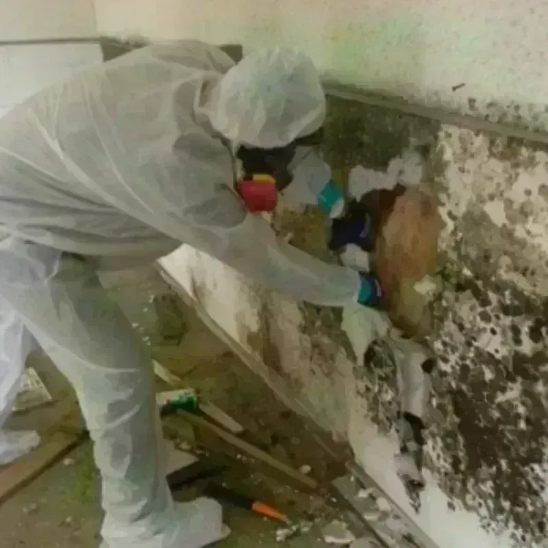 Mold Remediation and Removal in Leadville North, CO